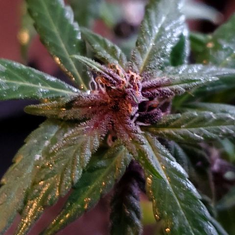 Riff raff #2 growlog photo: Saw a gnat.....first time in a week