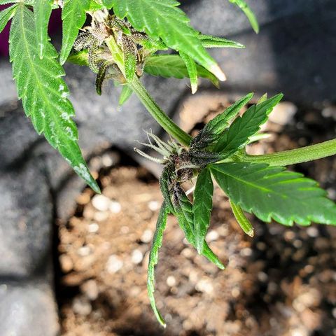 Riff raff #2 growlog photo: Milk