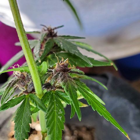 Riff raff #2 growlog photo: Milk