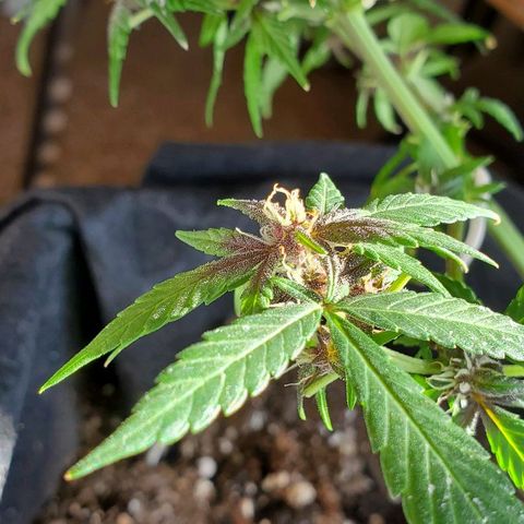 Riff raff #2 growlog photo: Milk