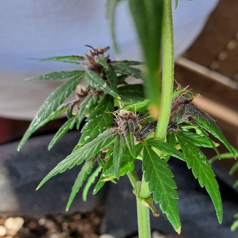 Riff raff #2 growlog photo: Milk
