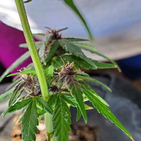 Riff raff #2 growlog photo: Milk