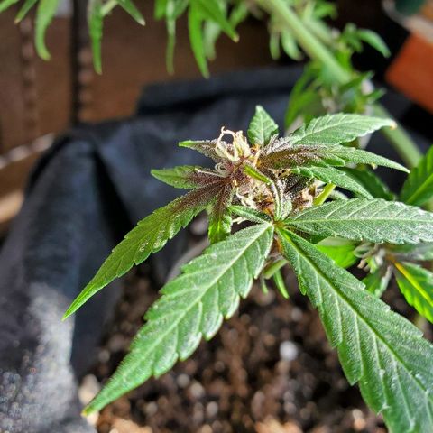Riff raff #2 growlog photo: Milk