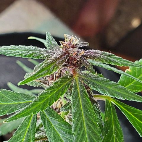 Riff raff #2 growlog photo: Milk
