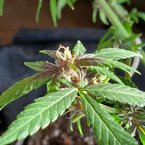 Riff raff #2 growlog photo: Milk