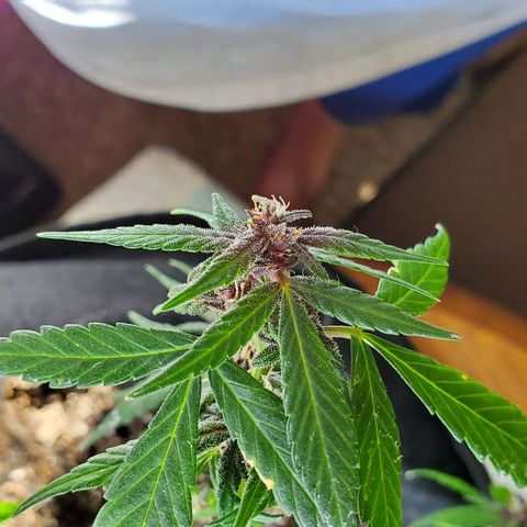 Riff raff #2 growlog photo: Milk