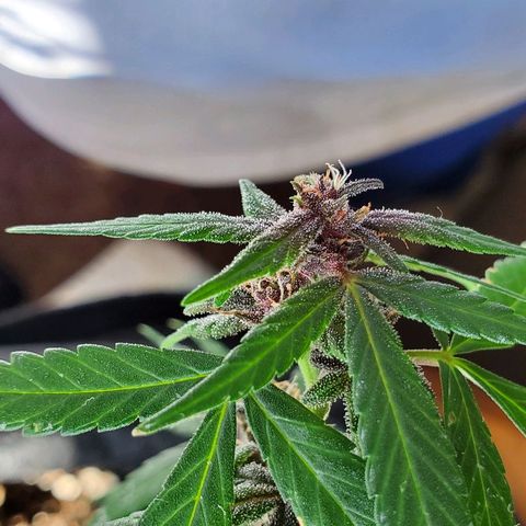 Riff raff #2 growlog photo: Milk