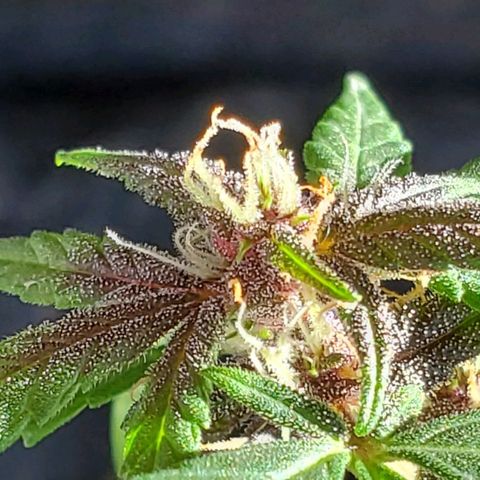 Riff raff #2 growlog timeline photo