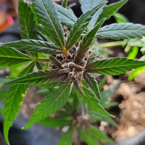 Riff raff #2 growlog timeline photo