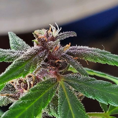 Riff raff #2 growlog timeline photo