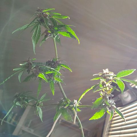 Riff raff #2 growlog timeline photo