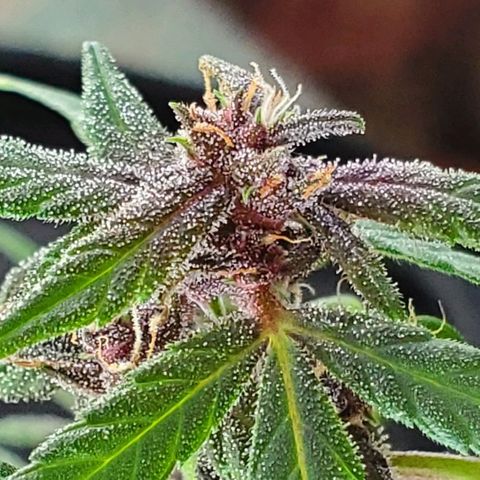 Riff raff #2 growlog timeline photo
