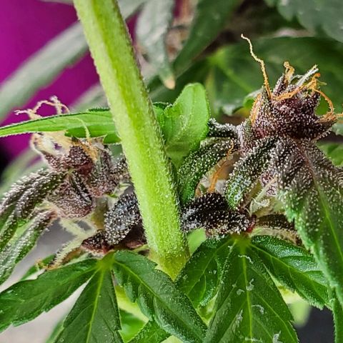 Riff raff #2 growlog timeline photo