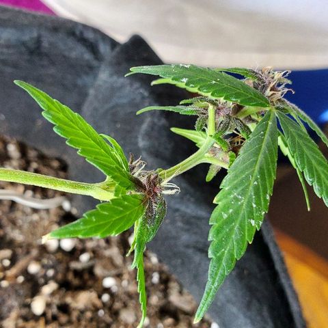 Riff raff #2 growlog timeline photo