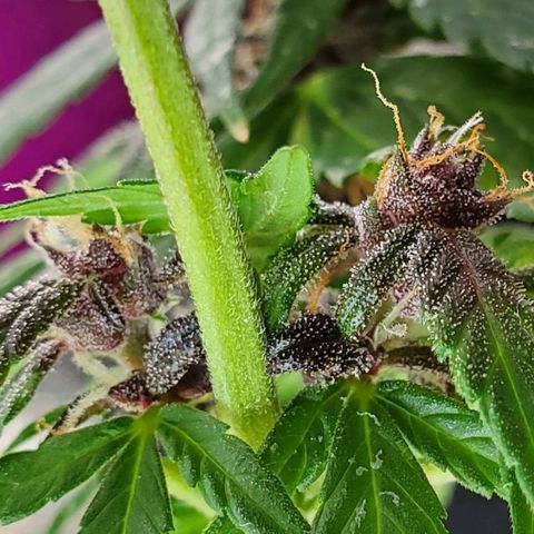 Riff raff #2 growlog timeline photo