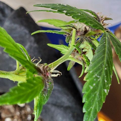 Riff raff #2 growlog timeline photo