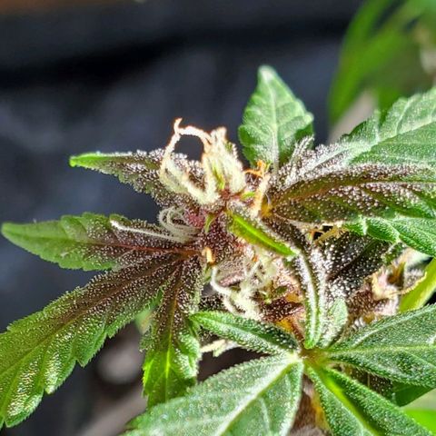 Riff raff #2 growlog timeline photo