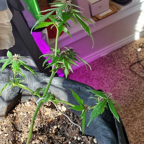 Riff raff #2 growlog timeline photo