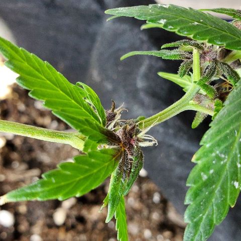 Riff raff #2 growlog timeline photo
