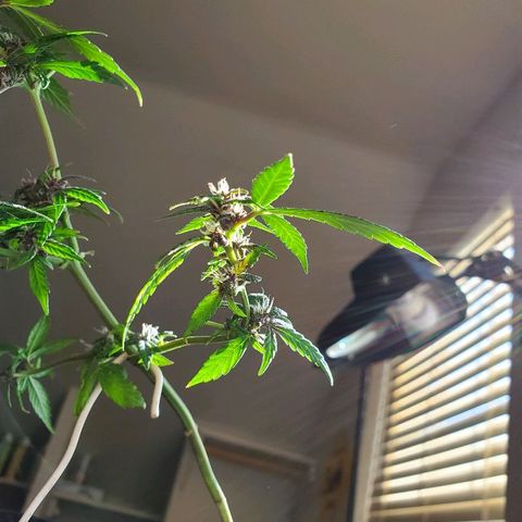Riff raff #2 growlog timeline photo
