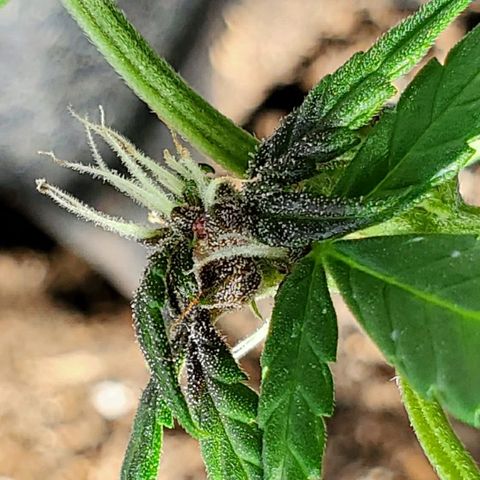 Riff raff #2 growlog timeline photo