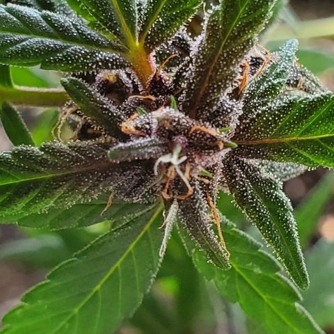 Riff raff #2 growlog timeline photo