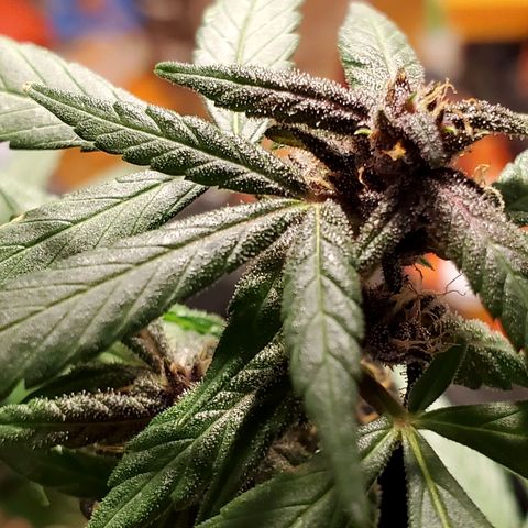 Riff raff #2 growlog timeline photo