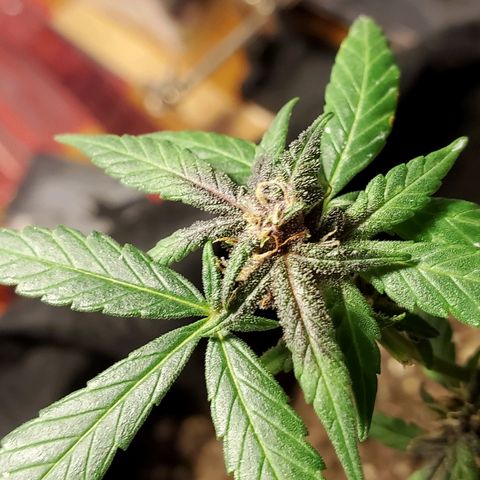 Riff raff #2 growlog timeline photo