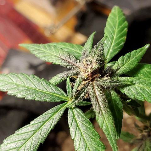 Riff raff #2 growlog timeline photo