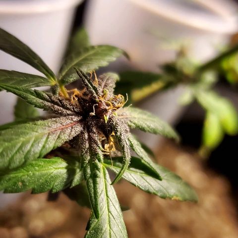 Riff raff #2 growlog timeline photo