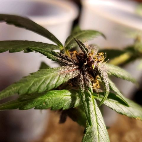 Riff raff #2 growlog timeline photo