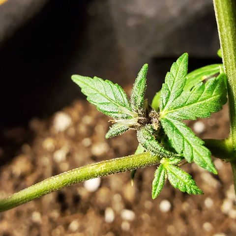 Riff raff #2 growlog timeline photo