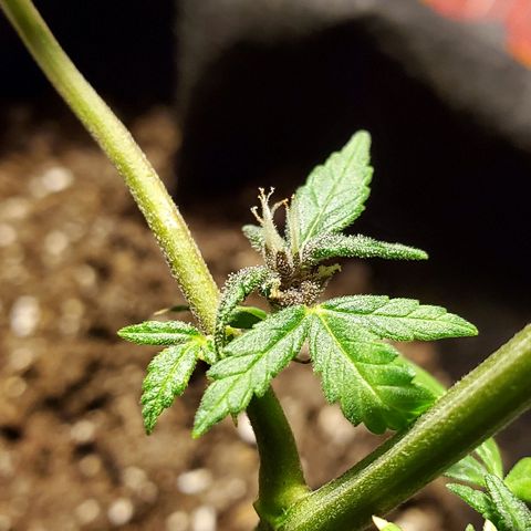 Riff raff #2 growlog timeline photo