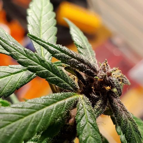 Riff raff #2 growlog timeline photo