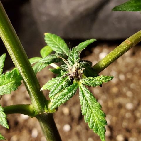 Riff raff #2 growlog timeline photo