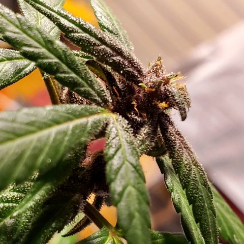 Riff raff #2 growlog timeline photo