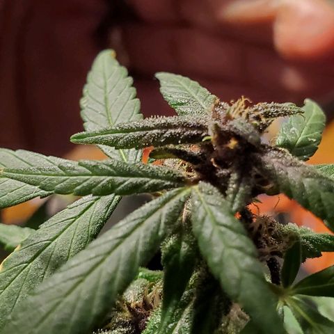 Riff raff #2 growlog timeline photo