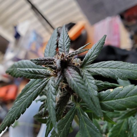 Riff raff #2 growlog photo: Neem oil flys again