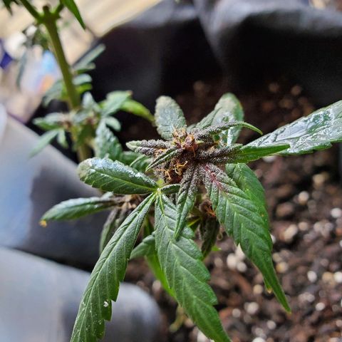 Riff raff #2 growlog photo: Neem oil flys again