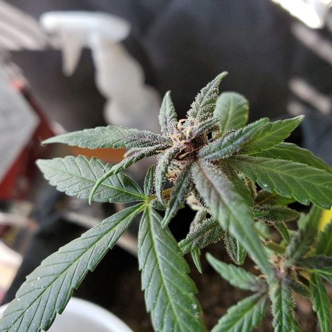 Riff raff #2 growlog photo: Grrrrrrr gnats