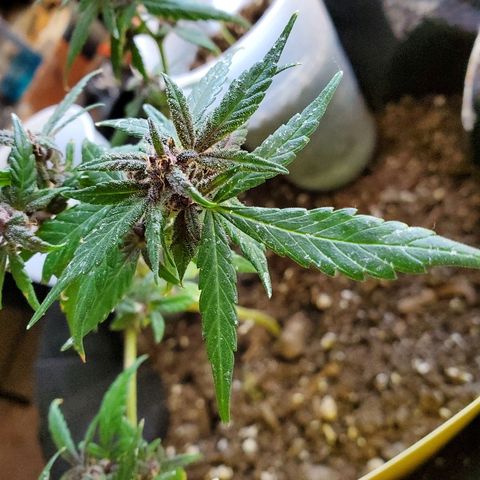 Riff raff #2 growlog photo: Grrrrrrr gnats