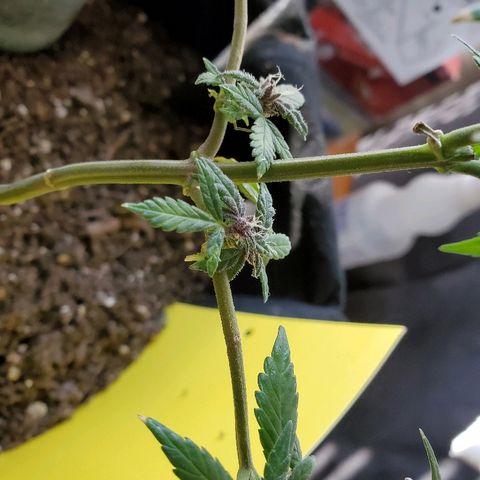 Riff raff #2 growlog photo: Grrrrrrr gnats