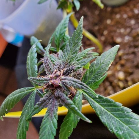 Riff raff #2 growlog photo: Grrrrrrr gnats