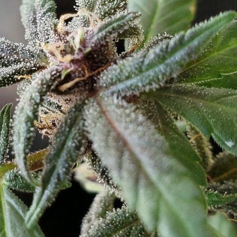 Riff raff #2 growlog timeline photo