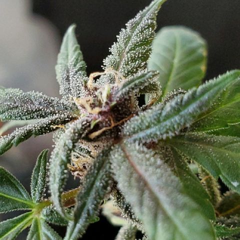 Riff raff #2 growlog timeline photo