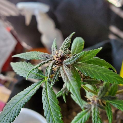 Riff raff #2 growlog timeline photo