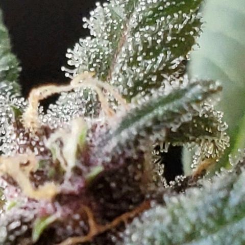 Riff raff #2 growlog timeline photo
