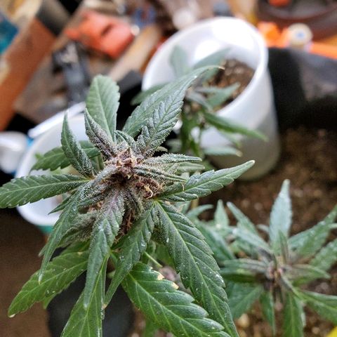 Riff raff #2 growlog timeline photo