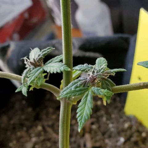 Riff raff #2 growlog timeline photo