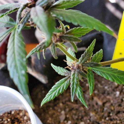 Riff raff #2 growlog timeline photo